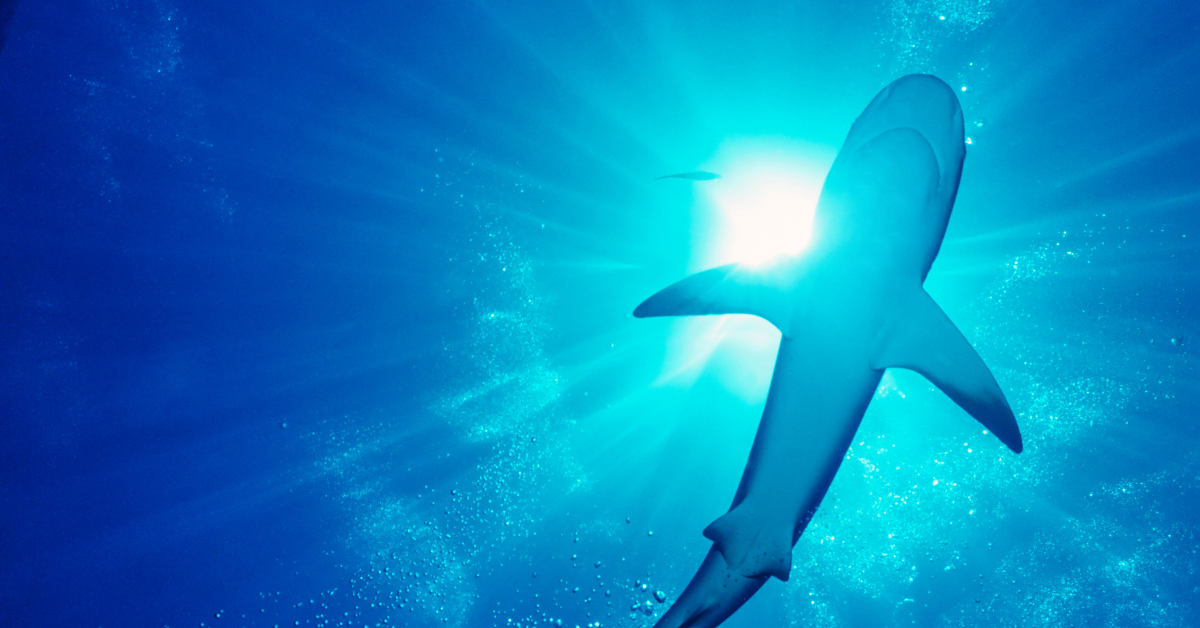 How a phishing scam swindled this Shark Tank host out of $400,000